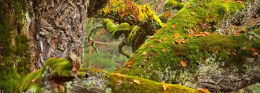 Ulu meşe ve huş ağaçları kırağı ile kaplıdır. Kırmızı, turuncu, sarı, altın yapraklar, yeşil yosun. Sonbahar, ormanda kış başlangıcı. Idyllic manzara. Doğa, mevsimler, çevre. Panoramik görünüm