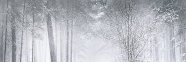 Bir kar fırtınasından sonra ormanda çam ağaçları kırağı ile kaplıdır. Doğal doku, arka plan. Kış Harikalar Diyarı. Noel, eko-turizm, mevsimler, doğa, manzara. Resimli panoramik görünüm