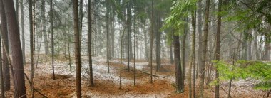 Kuzey Evergreen ormanının görkemli tepelerinden geçen yol. Altın yapraklar, güçlü çam ve çam ağaçları, ağaç kütükleri, buzullar, ilk kar. Panoramik manzara. Atmosferik manzara. Doğa, ekoloji