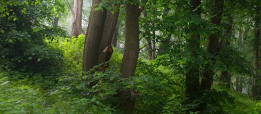 Beyaz bir sabah sisinin içindeki güçlü yeşil ağaçlar, yakın plan. Gün doğumunda yaprak döken orman tepeleri. Karanlık atmosferik manzara. Doğa, ekoloji, eko-turizm, Avrupa 'da çevre koruma. Panoramik görünüm