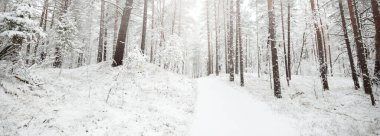 Karla kaplı Evergreen orman tepeleri. Kar fırtınası. Çam, çam ağaçları, yakın plan. Bir patikadan bak. Atmosferik manzara. Kış Harikalar Diyarı. İklim değişikliği, doğal, çevresel koruma. Avrupa