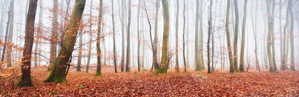 Misteriosa Maestosa Faggeta Dorata Una Fitta Nebbia Alberi Possenti Foglie — Foto Stock