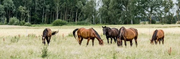 Konie Pasą Się Zielonej Leśnej Łące Idylliczna Letnia Scena Wiejska — Zdjęcie stockowe