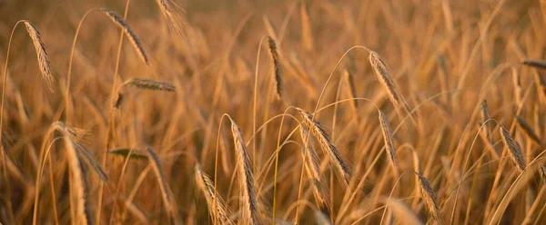 Campagne Champ Cultures Agricoles Coucher Soleil Plantes Gros Plan Lumière — Photo