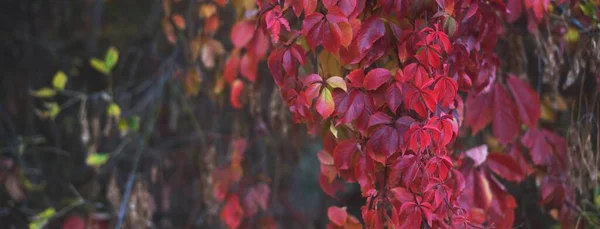 Kleurrijke Rode Groene Decoratieve Druivenbladeren Een Stadspark Close Herfst Duitsland — Stockfoto