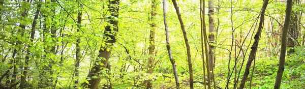 Panoramatický Výhled Zelený Letní Bukový Les Sluneční Světlo Mezi Mocnými — Stock fotografie