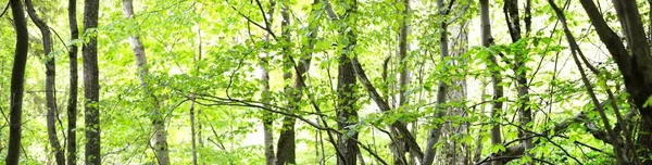 Vista Panorâmica Floresta Verde Faia Verão Luz Solar Através Das — Fotografia de Stock