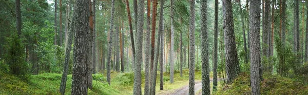 Görkemli Evergreen Ormanı. Güçlü ağaçlar, yosunlar, bitkiler, eğrelti otları. Atmosferik rüya gibi bir manzara. Yumuşak ışık. Panoramik görünüm