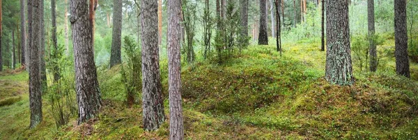 Majestätisk Vintergrön Skog Mäktiga Träd Mossa Växter Ormbunke Atmosfäriskt Drömlikt — Stockfoto