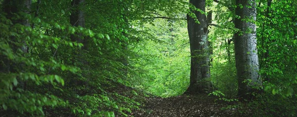 Панорамний Вид Зелений Літній Буковий Ліс Сонячне Світло Крізь Могутні — стокове фото