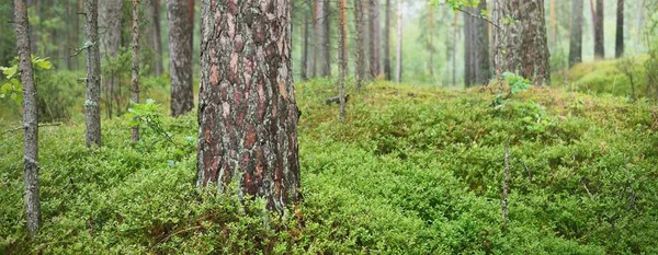 Görkemli Evergreen Ormanı Güçlü Ağaçlar Yosunlar Bitkiler Eğrelti Otları Atmosferik — Stok fotoğraf