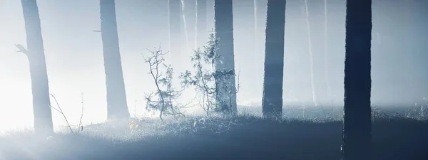 Majestuoso Bosque Siempreverde Una Niebla Por Noche Luz Misteriosa Paisaje — Foto de Stock