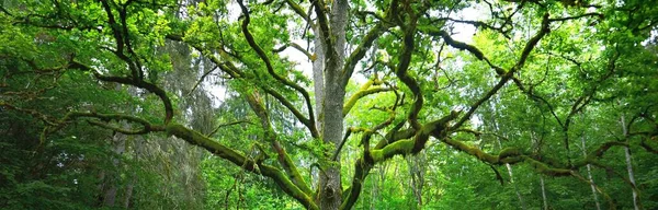 Primer Plano Poderoso Roble Brujo Verde Bosque Caducifolio Parque Público — Foto de Stock