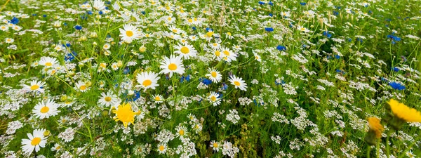 들꽃을 클로즈업합니다 들판의 꽃무늬 부드러운 정원가꾸기 생태관광 — 스톡 사진