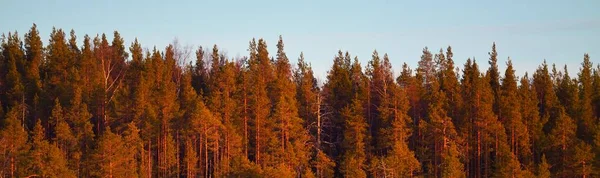 Pittoreska Naturen Den Majestätiska Skogen Atmosfäriskt Höstlandskap Höstsäsong Ren Natur — Stockfoto