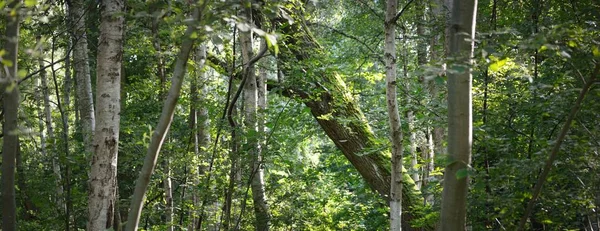 Шлях Через Пагорби Величного Вічнозеленого Лісу Сильні Соснові Дерева Мох — стокове фото