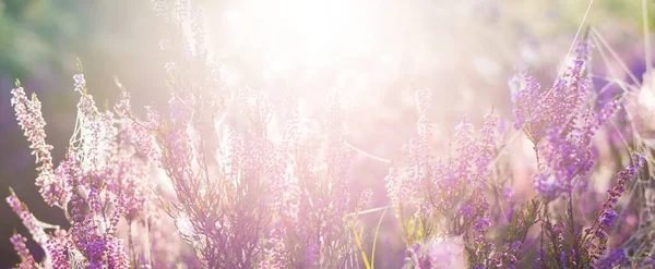 开着紫色和粉红色的石榴花 蜘蛛网 全景图像 纯自然 植物学 — 图库照片
