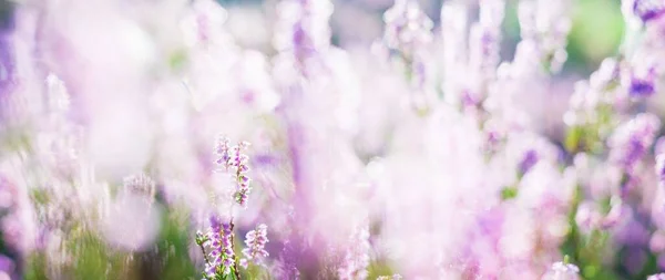 Blooming Purple Pink Heather Flowers Calluna Vulgaris Spider Web Panoramic — Stock Photo, Image