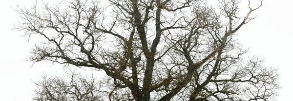 Chêne Sec Solitaire Sans Feuilles Contre Ciel Sombre Dans Épais — Photo