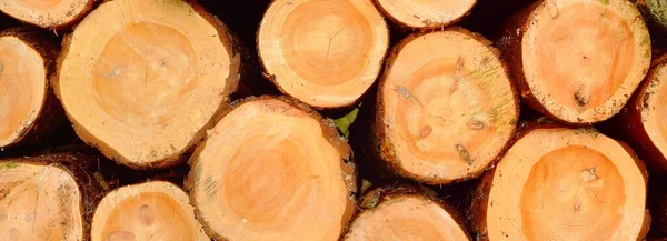 Lareira Recém Feita Floresta Close Padrão Madeira Textura Fundo Recurso — Fotografia de Stock
