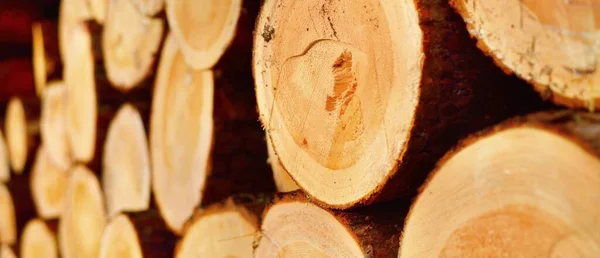 Čerstvě Udělané Dřevo Lese Zblízka Dřevěný Vzor Textura Pozadí Grafický — Stock fotografie