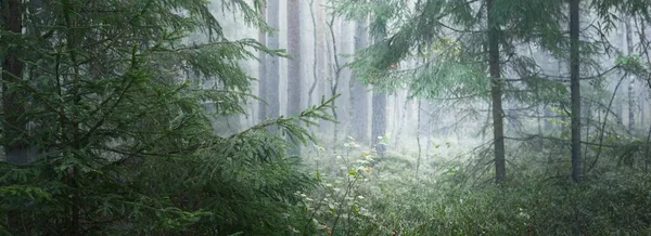 Átjáró Fenséges Örökzöld Fenyőerdőn Egy Ködben Puha Napfény Napsugarak Panorámás — Stock Fotó