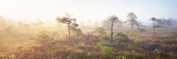Las Evergreen Bagno Gęstej Tajemniczej Mgle Wschodzie Słońca Łotwa Miękkie — Zdjęcie stockowe