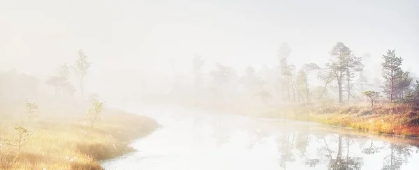 Gün Doğumunda Sabah Sisli Bir Havada Göl Çam Ağacı Ormanının — Stok fotoğraf