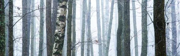 Yoğun beyaz bir sis altında görkemli ormanın resimli panoramik manzarası. Atmosferik manzara. Ekoloji, çevre, saf doğa.