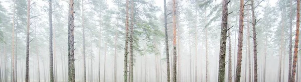 Paysage Panoramique Pittoresque Forêt Majestueuse Dans Épais Brouillard Blanc Paysage — Photo