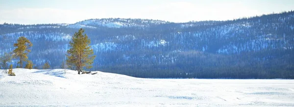 晴れた日に吹雪の後に若い松の木と凍結湖 背景の山のピーク 牧歌的な冬の風景 生態系 気候変動 地球温暖化 フィンランド ラップランド — ストック写真