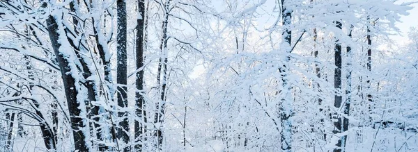 吹雪の後の森林公園 雪に覆われた木々のクローズアップ 冬の不思議の国 牧歌的な風景です 環境保全 — ストック写真