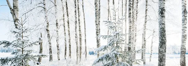 Лесной Парк После Метели Заснеженные Деревья Крупным Планом Зимняя Страна — стоковое фото