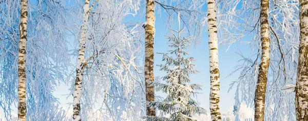 Parque Forestal Después Una Ventisca Árboles Cubiertos Nieve Cerca País — Foto de Stock