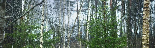 낙엽수림 양치류 식물을 가까이서 합니다 광선이 나무줄기를 생태계 — 스톡 사진