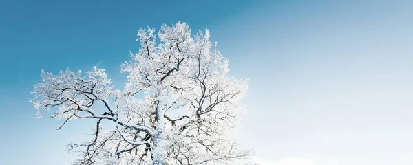 巨大的橡树 森林草地 清澈的阳光 蔚蓝的天空 冬天的仙境生态 生态旅游 环境保护 圣诞节假期 — 图库照片