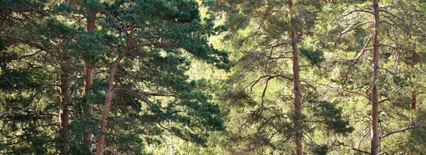 Görkemli Evergreen Ormanı Nın Tepelerinden Geçen Yol Güçlü Çam Ağaçları — Stok fotoğraf