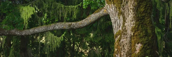 Літній Захід Сонця Старе Моховинне Дерево Крупним Планом Ліс Задньому — стокове фото