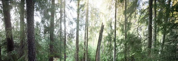 穿过雄伟的常青森林的山路 巨大的松树苔藓植物柔和的阳光Idyllic景观 生态旅游 — 图库照片