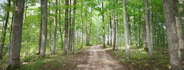 Pfad Einem Waldpark Sanftes Sonnenlicht Stimmungsvolle Sommerlandschaft Natur Pur Ökologie — Stockfoto