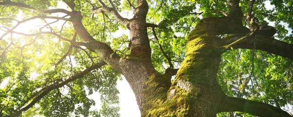 Close Mighty Sorcerer Oak Tree Green Deciduous Forest Public Park — Stock Photo, Image
