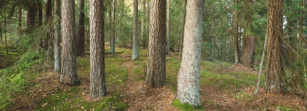 Görkemli Evergreen Ormanı 'nın tepelerinden geçen yol. Güçlü çam ağaçları, yosunlar, bitkiler. Yumuşak güneş ışığı. Idyllic manzara. Doğa, mevsimler, çevre, eko-turizm