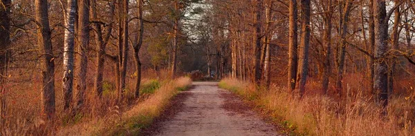 Осінній Сільський Краєвид Пустельна Дорога Лісу Сосна Береза Задньому Плані — стокове фото