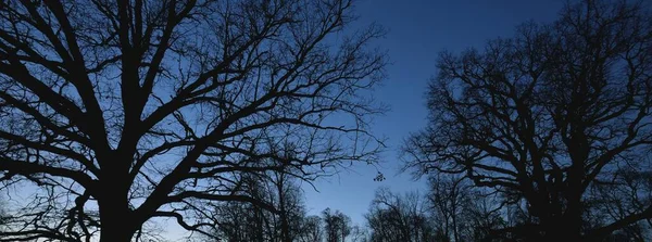 Dämmerwald Mächtige Bäume Nebel Geheimnisvolles Licht Düstere Atmosphärische Landschaft Malerische — Stockfoto