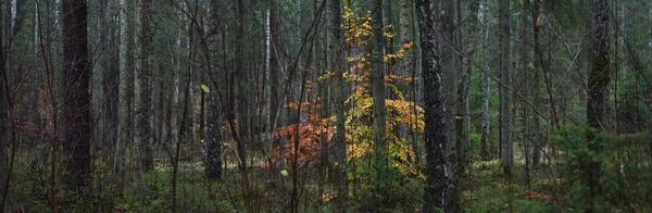 Majestätisk Skog Dimma Mäktiga Bokträd Mossa Växter Guldblad Mörkt Stämningsfullt — Stockfoto