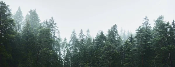 Majestuoso Bosque Una Niebla Árboles Poderosos Musgo Plantas Oscuro Paisaje — Foto de Stock