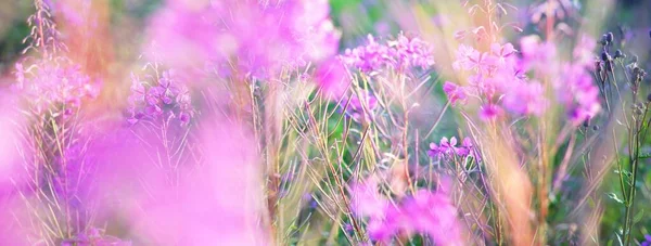 Blooming Pink Wildflowers Chamaenerion Angustifolium Green Country Field Close Natural — Stock Photo, Image