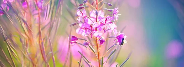 Blooming Pink Wildflowers Chamaenerion Angustifolium Green Country Field Close Natural — Stock Photo, Image