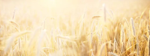 Åkermark För Jordbruksgrödor Vid Solnedgången Växter Närbild Mjukt Solljus Gyllene — Stockfoto