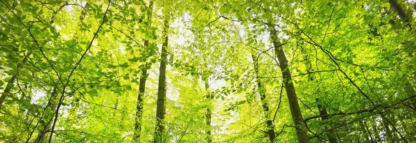 Yeşil Yaz Kayın Ormanının Panoramik Manzarası Kudretli Ağaçların Arasından Gün — Stok fotoğraf